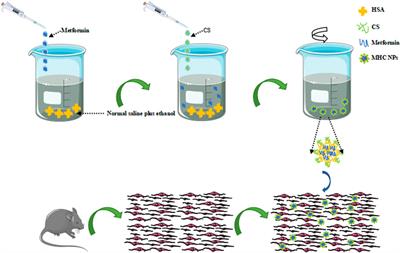 Chitosan nanoparticles for sustained release of metformin and its derived synthetic biopolymer for bone regeneration